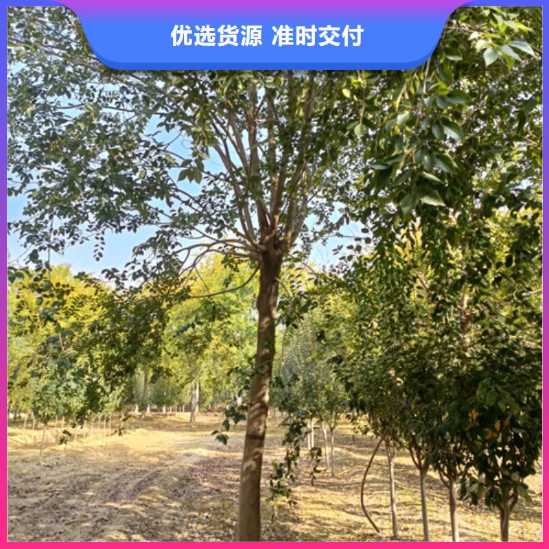 法桐行情咨询