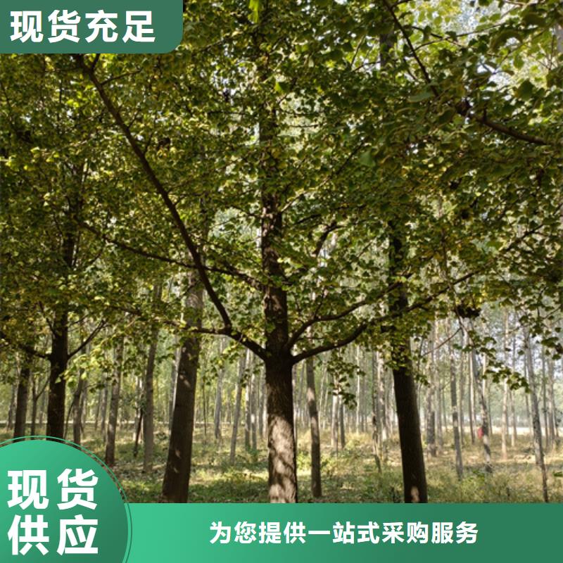 法桐五角枫满足客户需求
