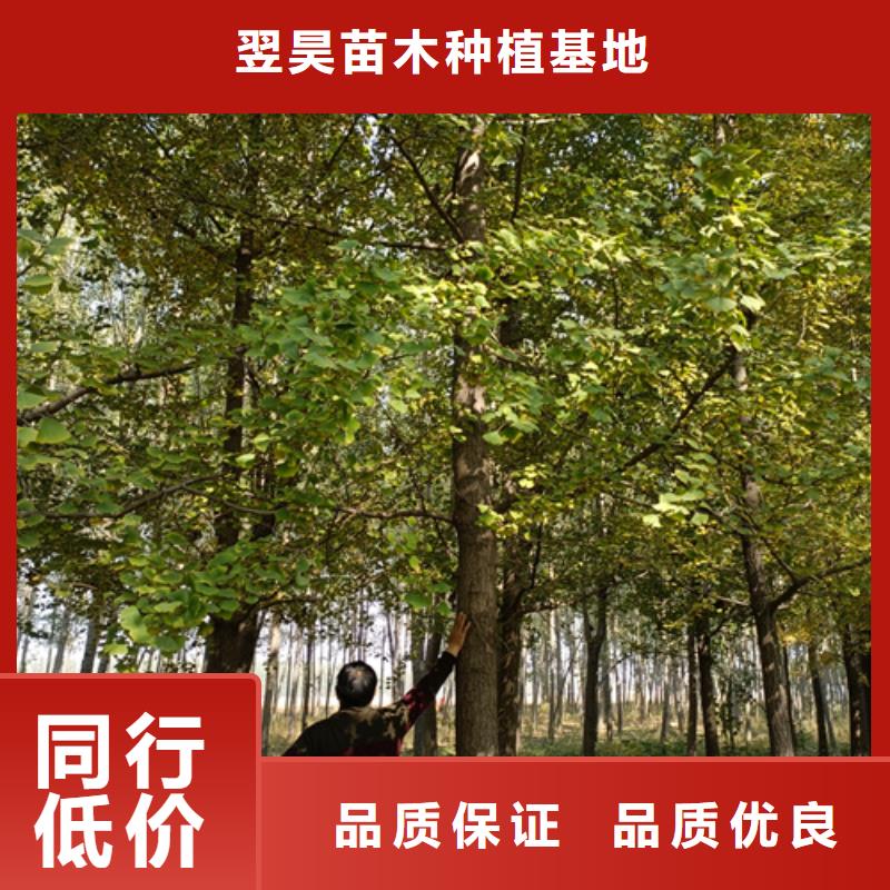 #法桐#货比三家