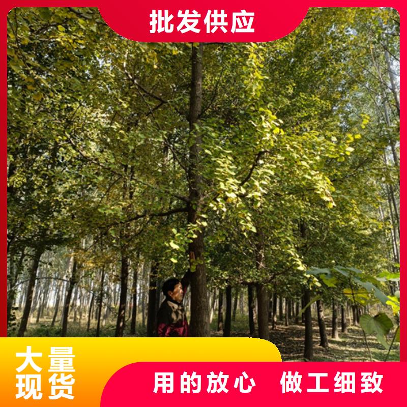 供应批发速生法桐-省心