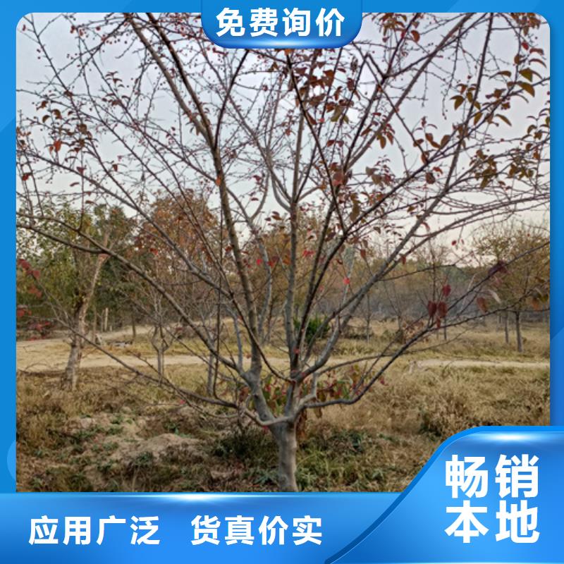 值得信赖的速生法桐基地
