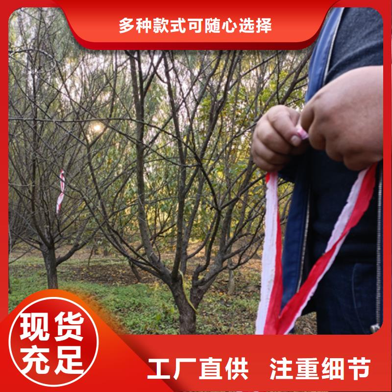 值得信赖的速生法桐基地