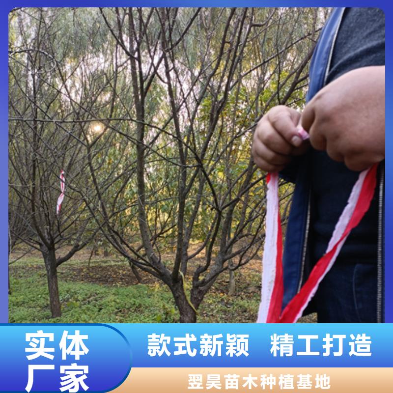 法桐秋紫白蜡实体厂家大量现货