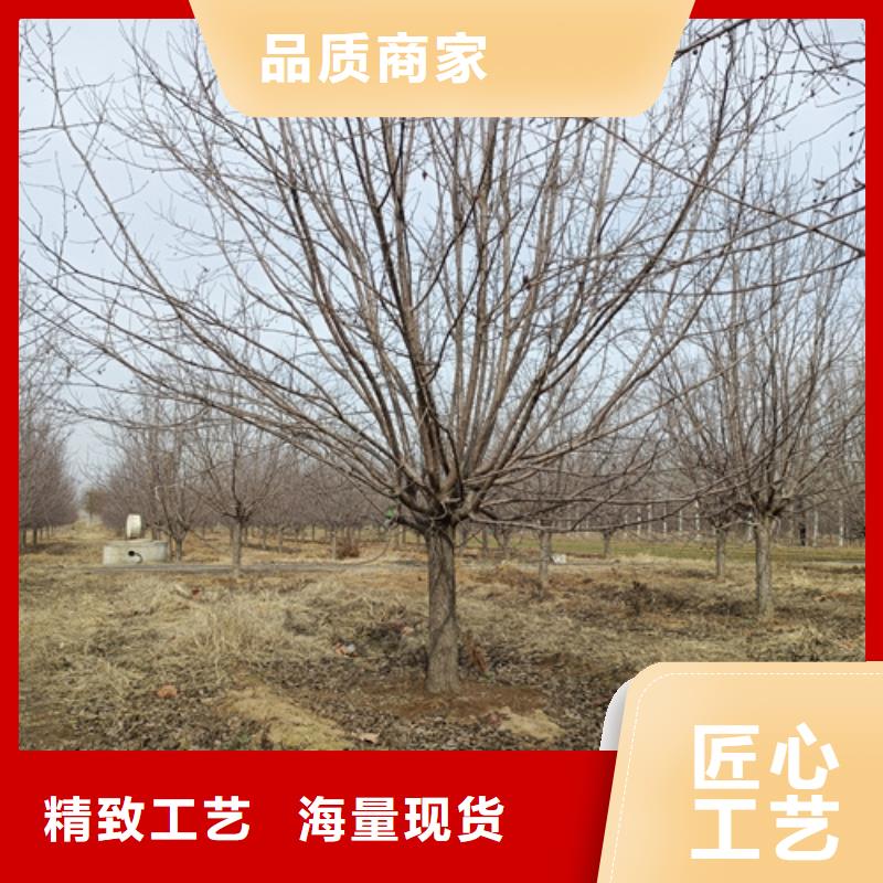 造型法桐货真价实绿化苗木
