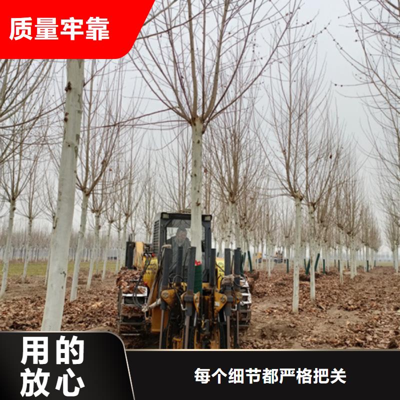 法桐行情咨询