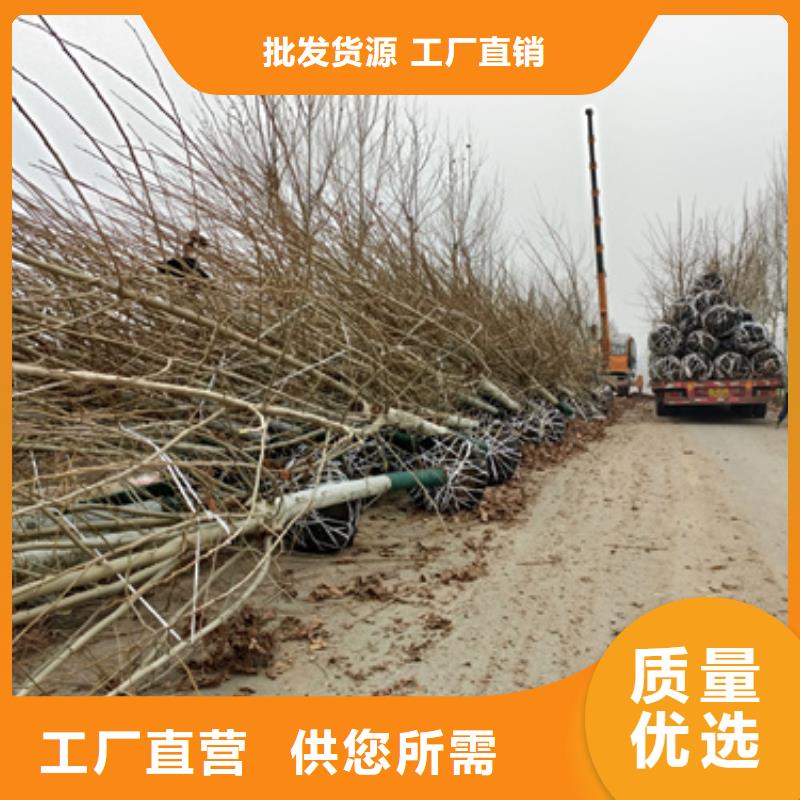 法桐_黄金槐品质过硬