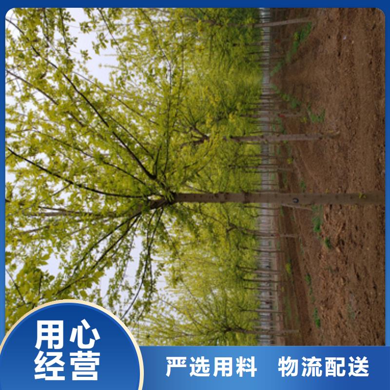 法桐小苗供应商报价