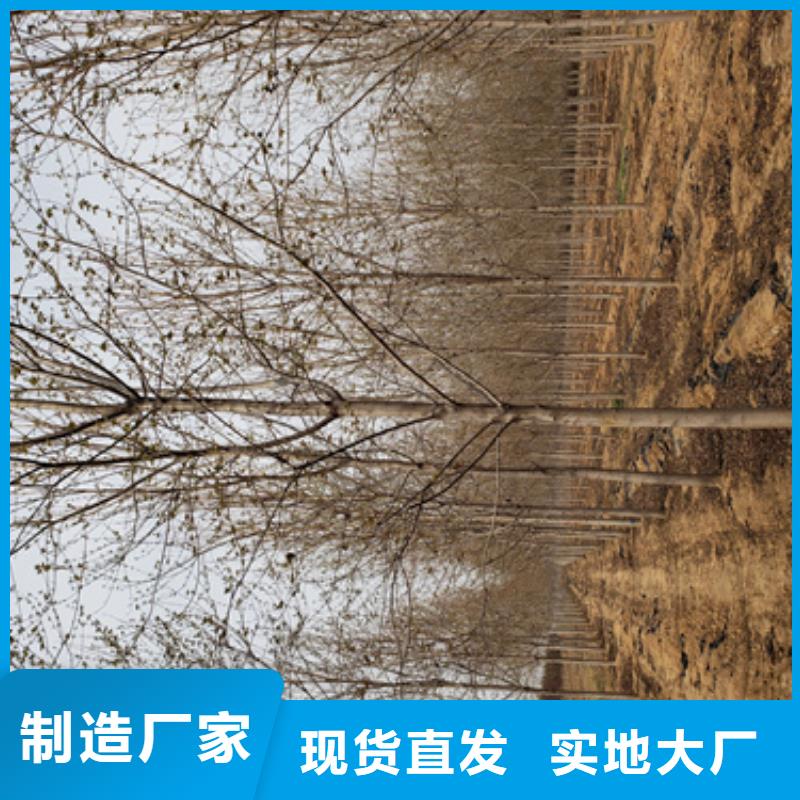 法桐价格采购价格苗木基地