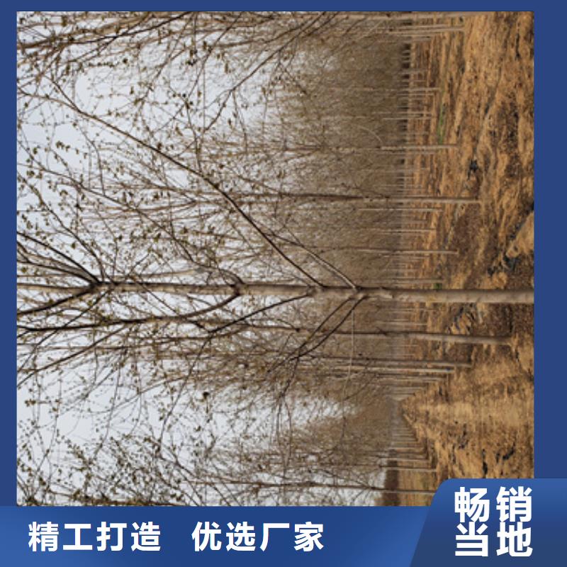 速生法桐-速生法桐厂家