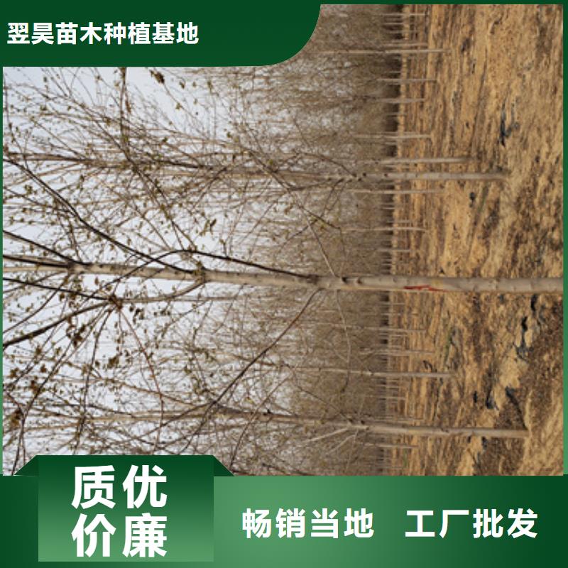 速生法桐-速生法桐厂家