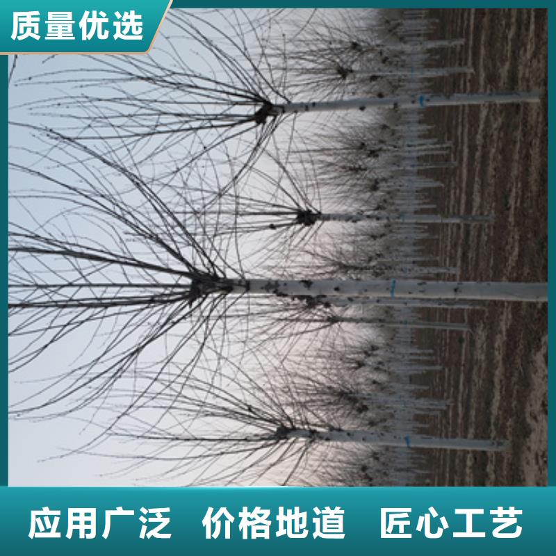 法桐行情质量保证绿化乔木