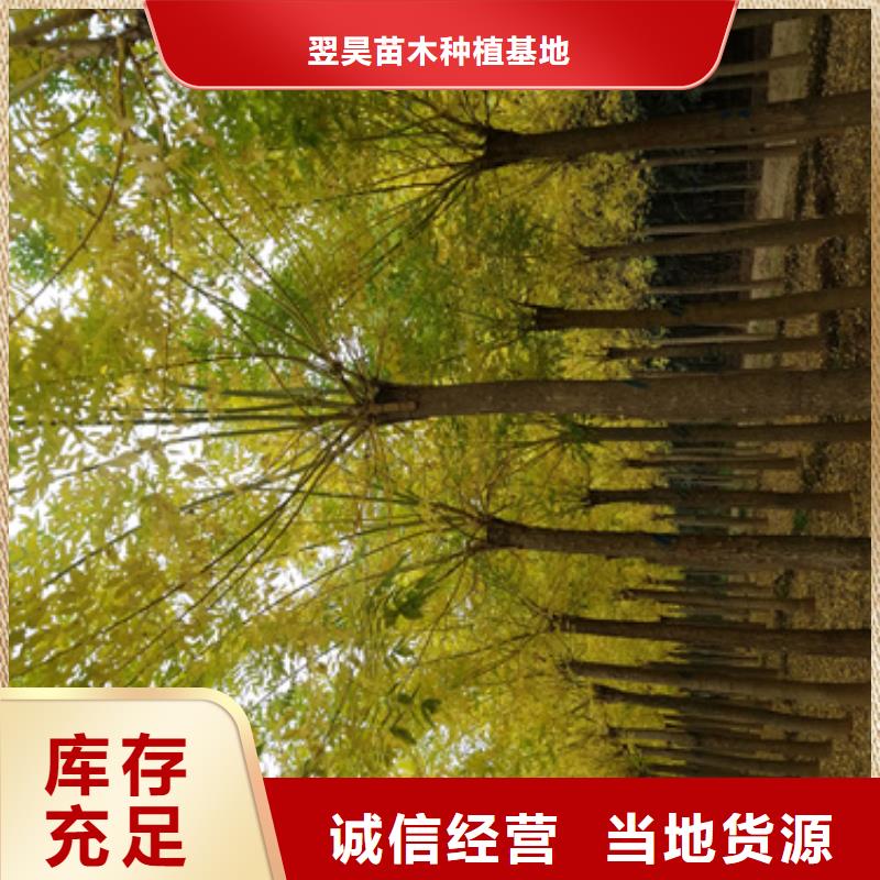 供应批发速生法桐-省心