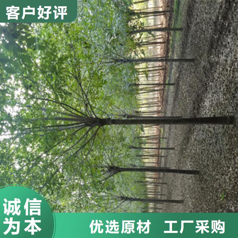 法桐五角枫满足客户需求