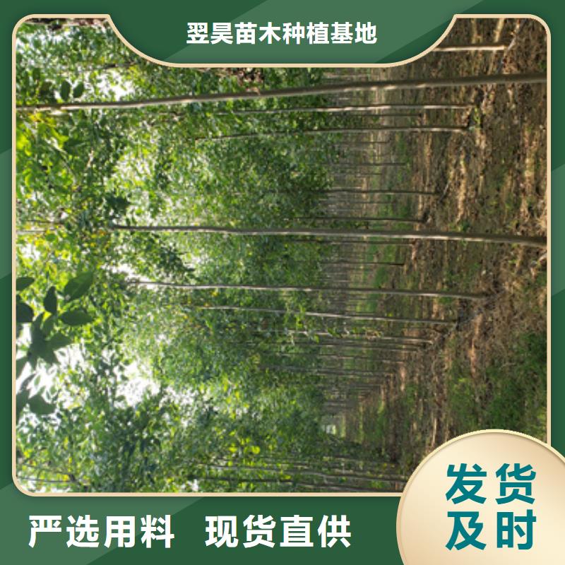 #法桐#货比三家