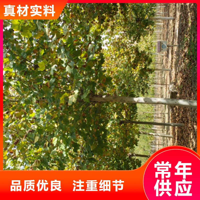 法桐行情咨询