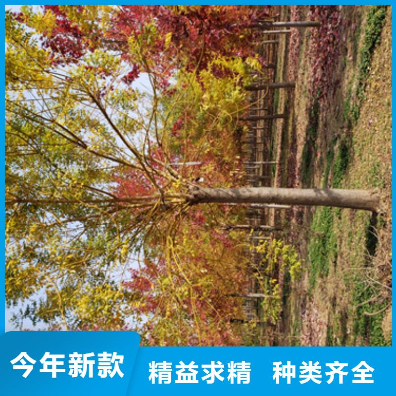 法桐小苗供应商报价