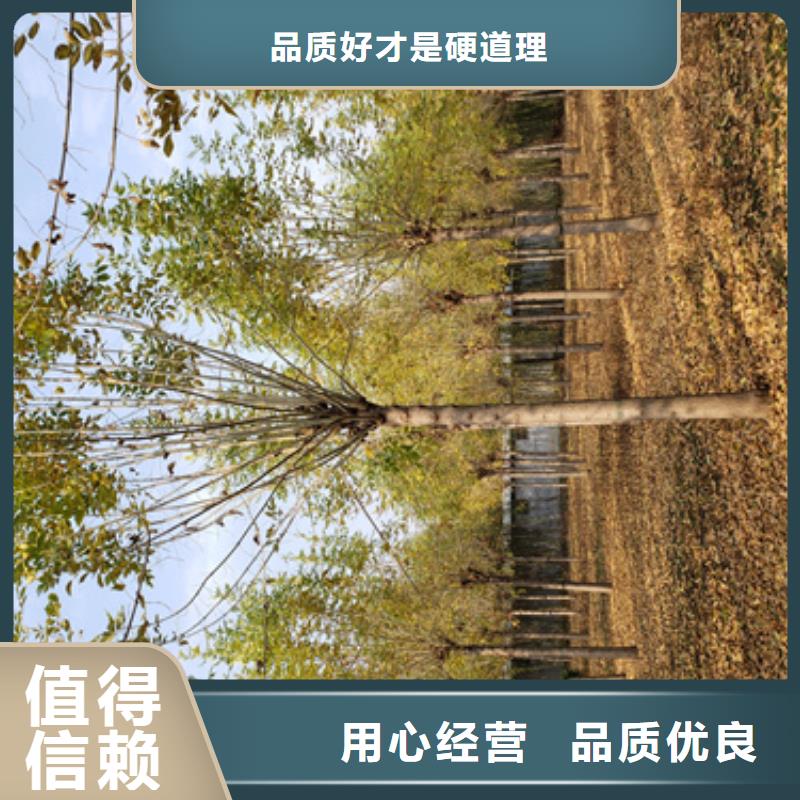 速生法桐-速生法桐厂家