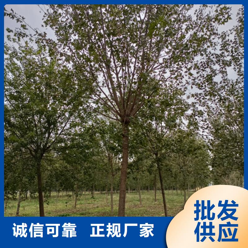 法桐秋紫白蜡实体厂家大量现货