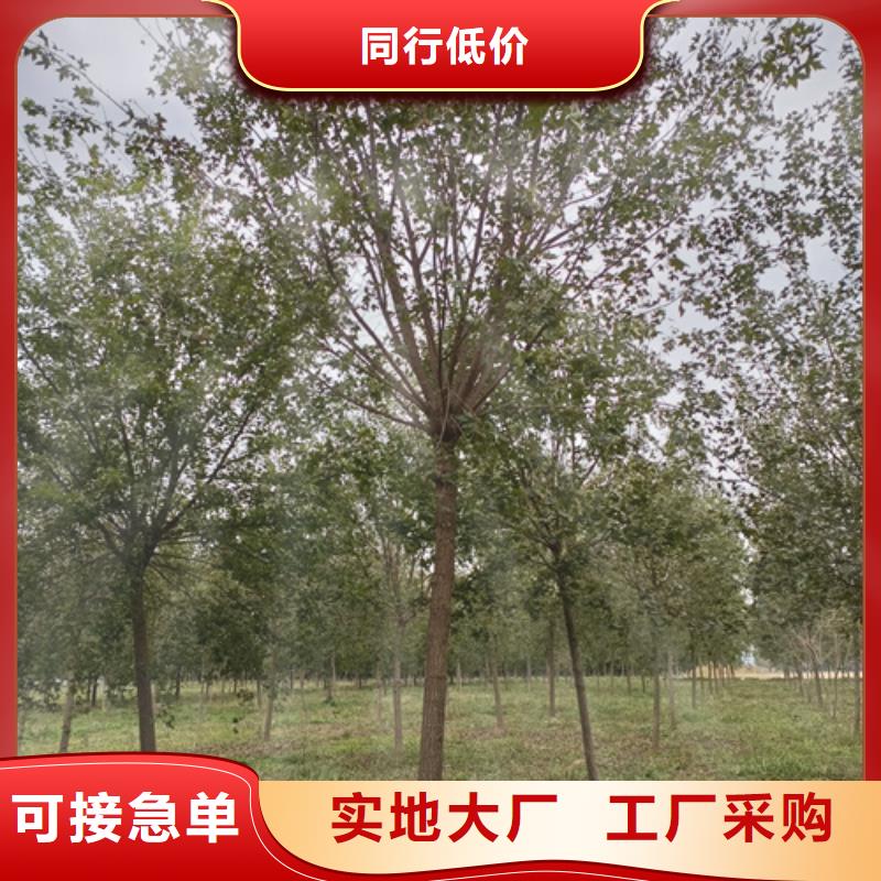 法桐秋紫白蜡实体厂家大量现货