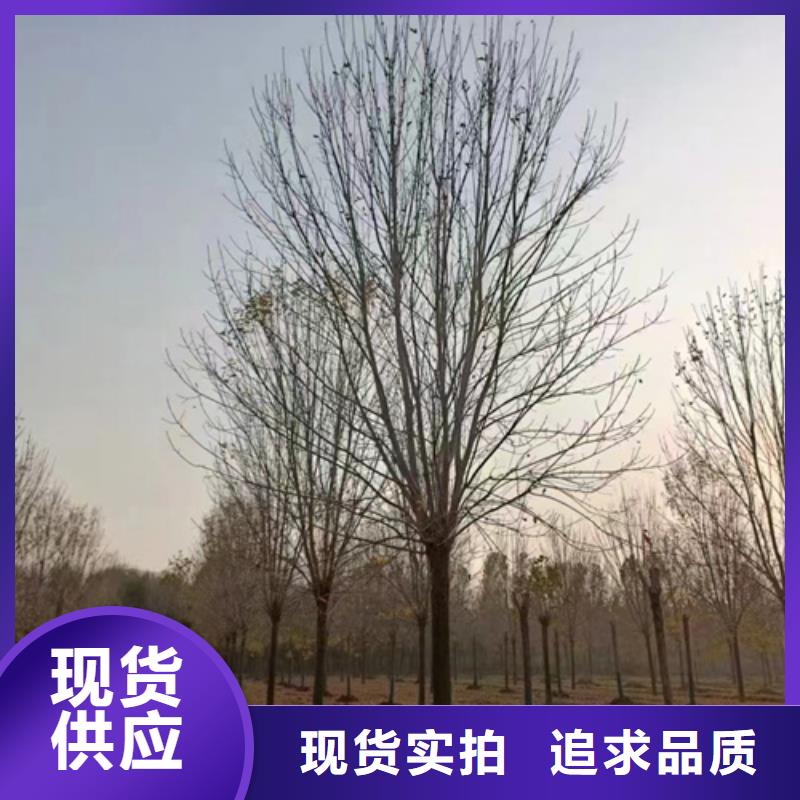 法桐行情咨询