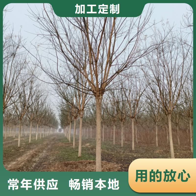 速生法桐-速生法桐厂家