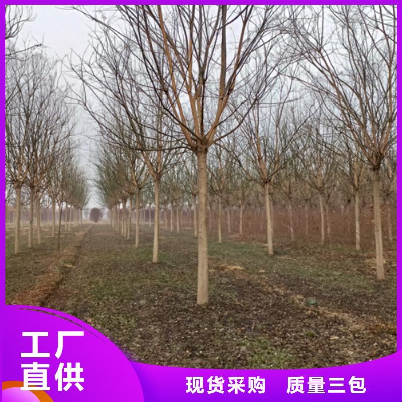 供应批发速生法桐-省心