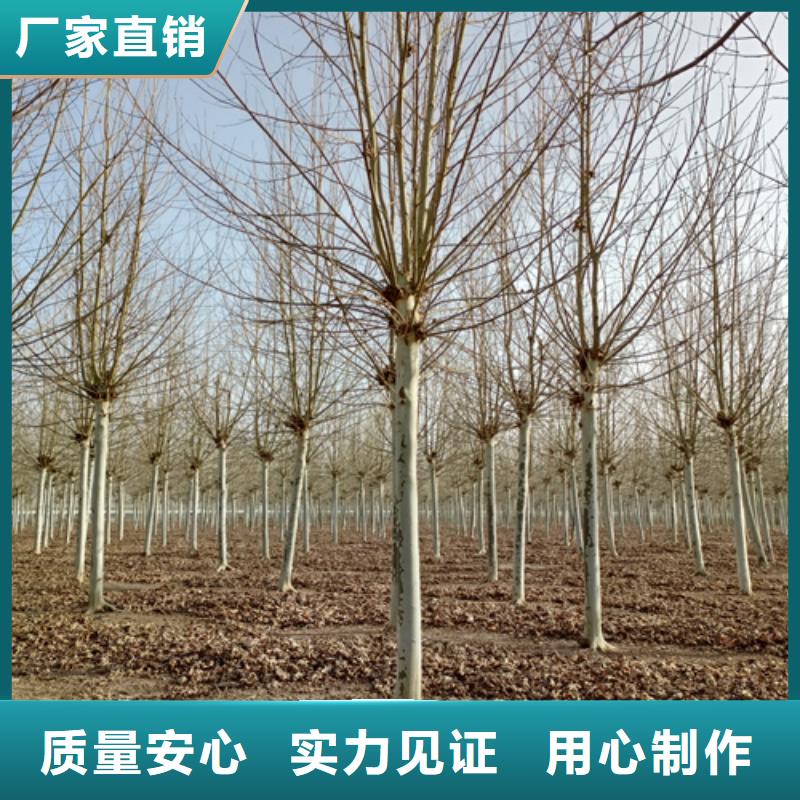 法桐价格采购价格苗木基地