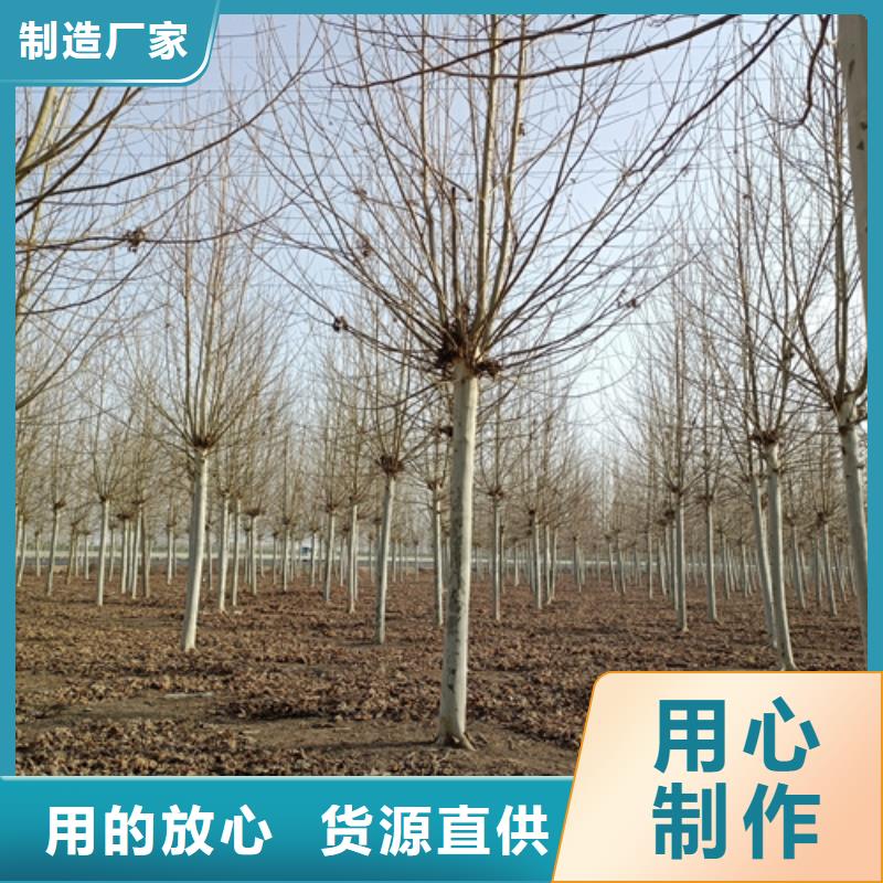 值得信赖的速生法桐基地