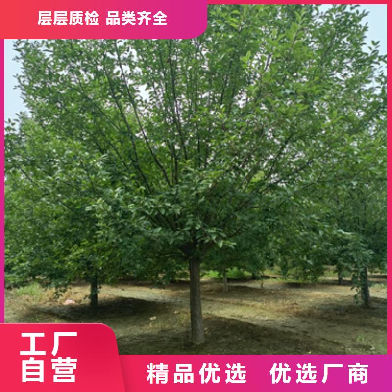法桐行情质量保证绿化乔木