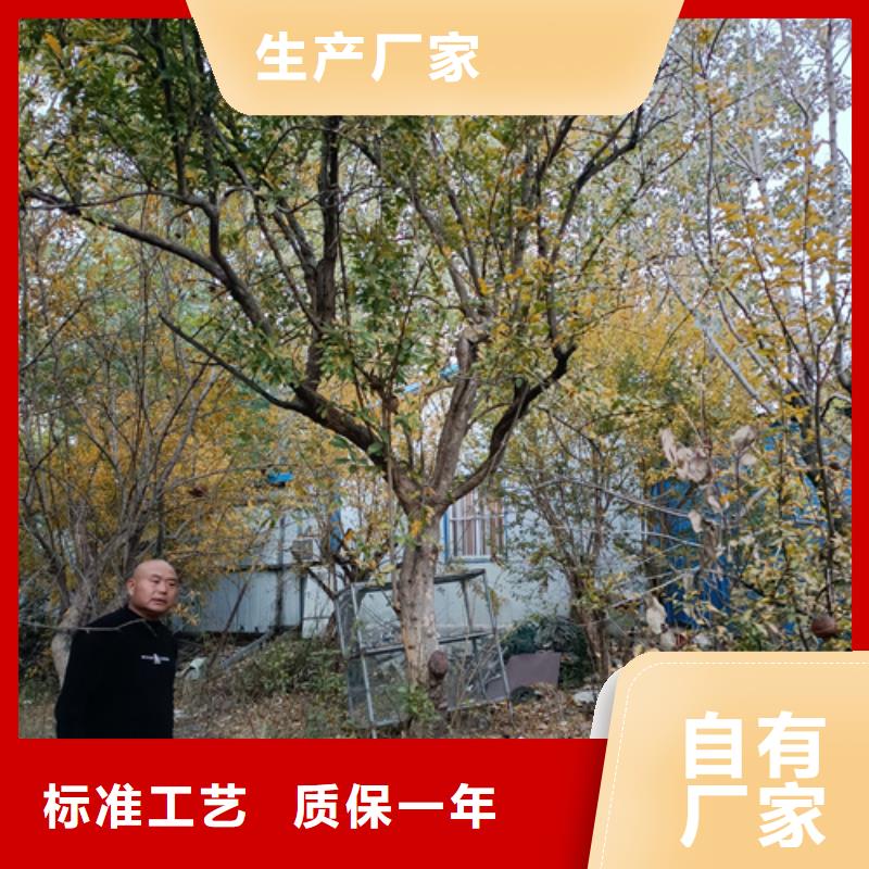 法桐就是好