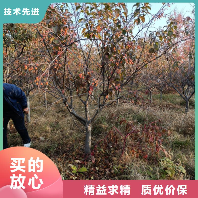 法桐-存货充足