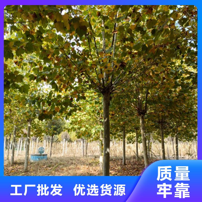 法桐行情质量保证绿化乔木
