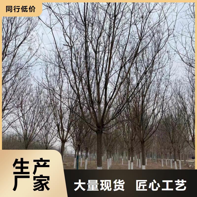 法桐-存货充足