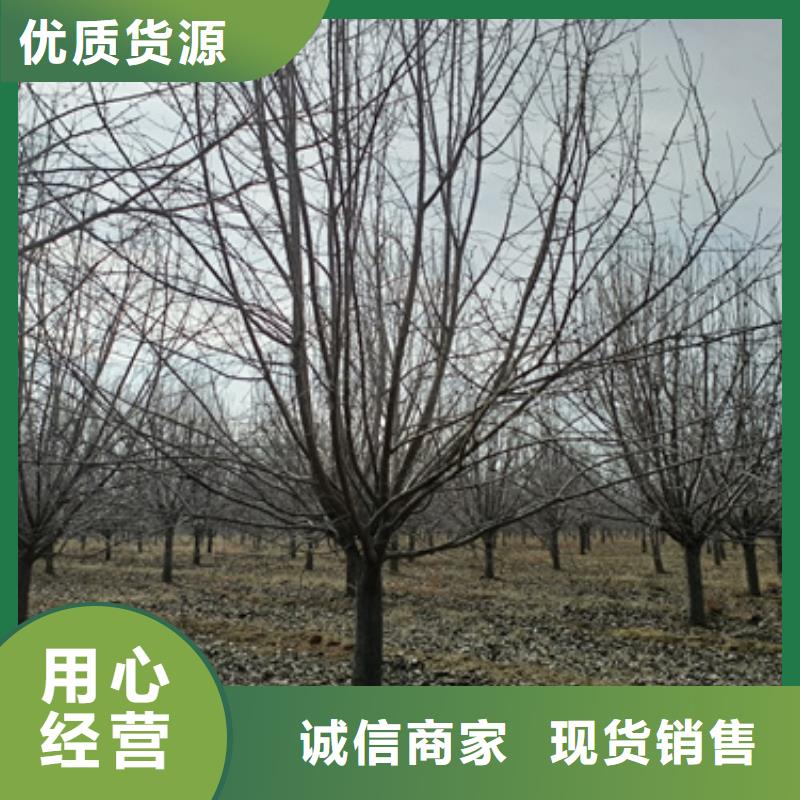 法桐_黄金槐品质过硬