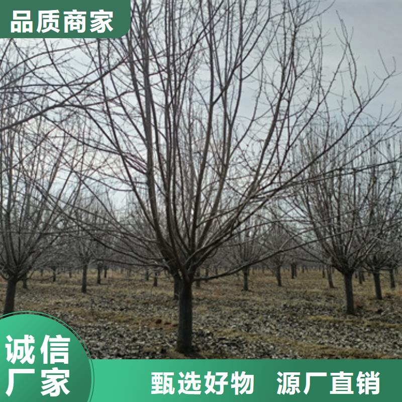 造型法桐质量放心苗木基地