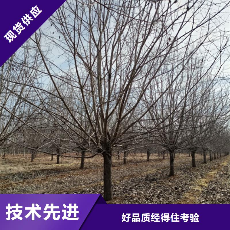 法桐_黄金槐品质过硬