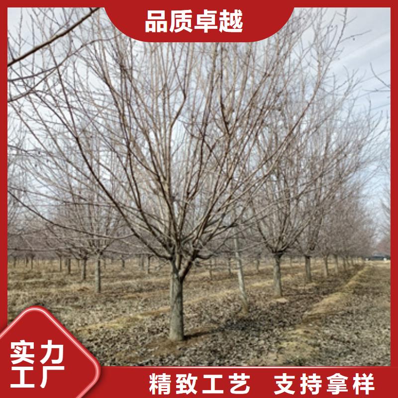 法桐_黄金槐品质过硬