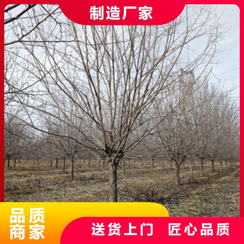 法桐秋紫白蜡实体厂家大量现货