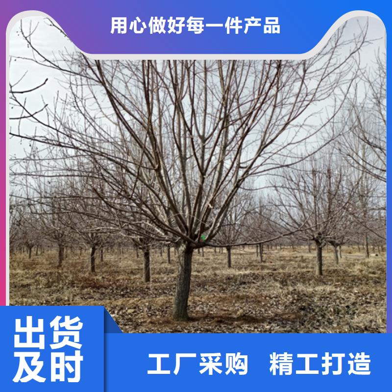 法桐秋紫白蜡实体厂家大量现货