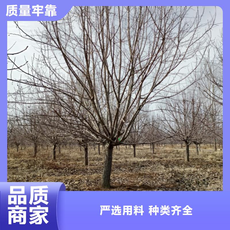 法桐_黄金槐品质过硬