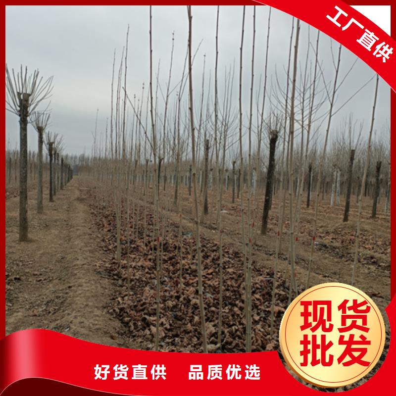 法桐秋紫白蜡实体厂家大量现货