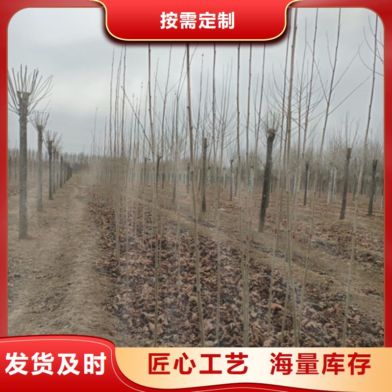 法桐_黄金槐品质过硬