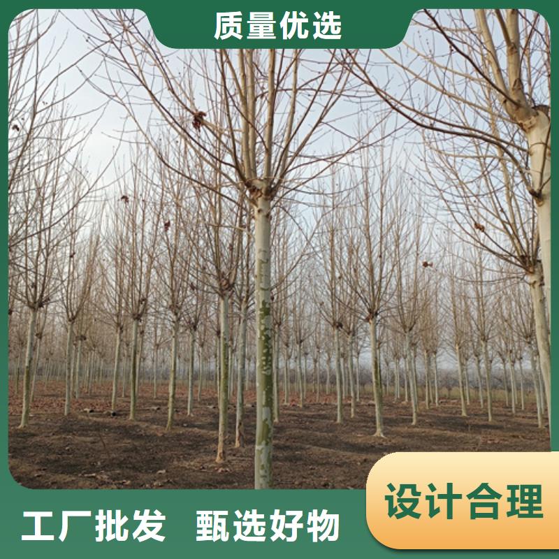 法桐秋紫白蜡实体厂家大量现货