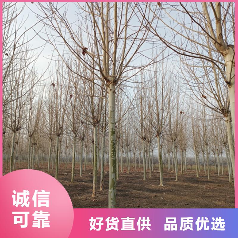 法桐_黄金槐品质过硬