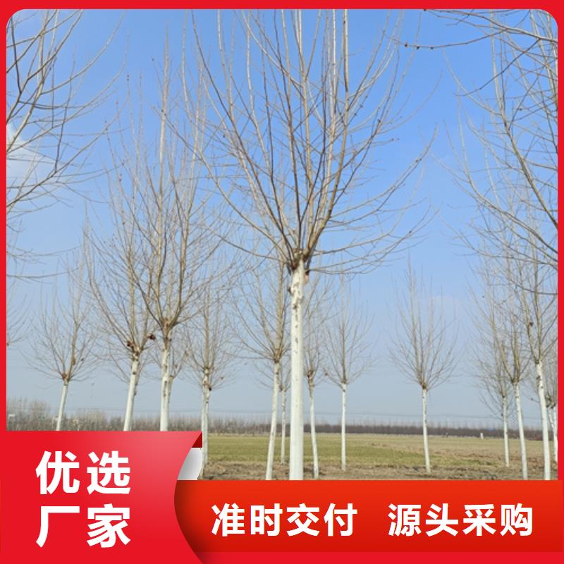 法桐_黄金槐品质过硬