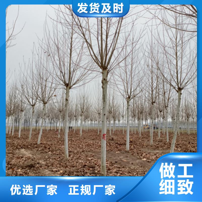 法桐秋紫白蜡实体厂家大量现货