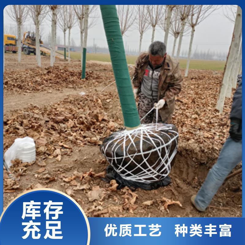法桐_黄金槐品质过硬