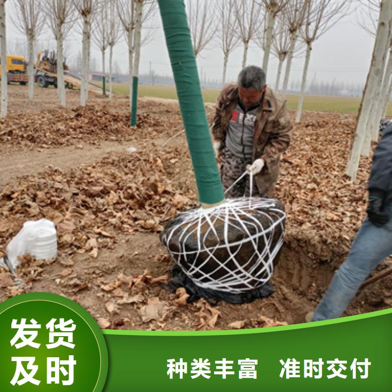 法桐秋紫白蜡实体厂家大量现货