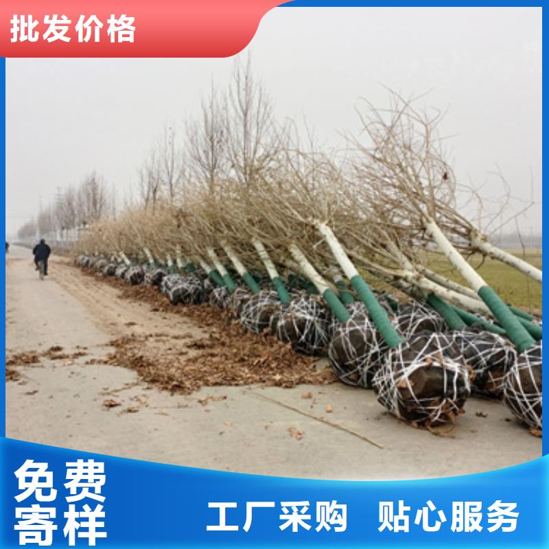 法桐秋紫白蜡实体厂家大量现货