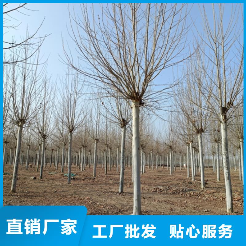 法桐_黄金槐品质过硬